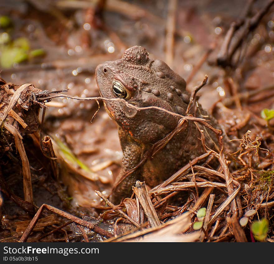 Hidden Toad