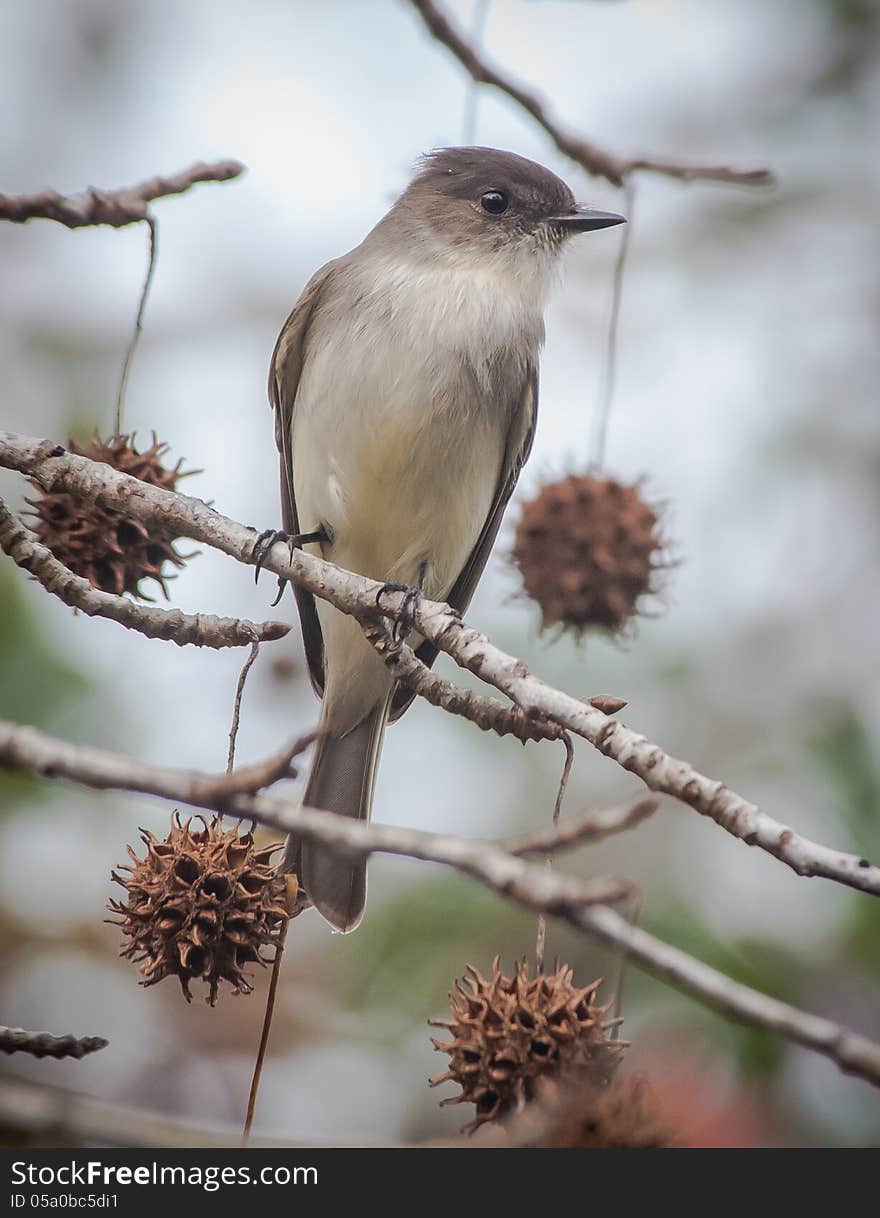 Eastern Phoebe Sitting in Sweetgum