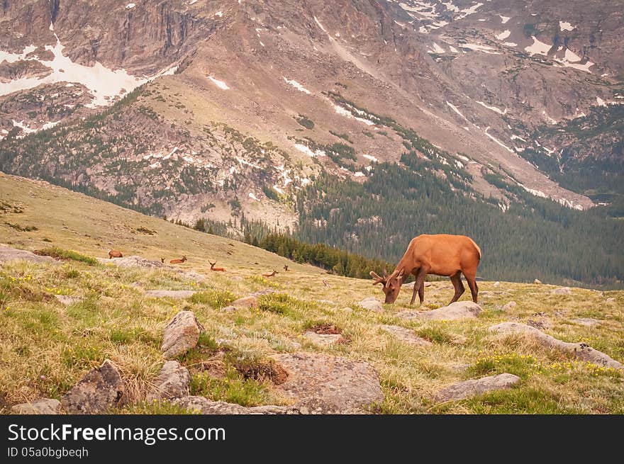 Elk Dot The Tundra Landscape