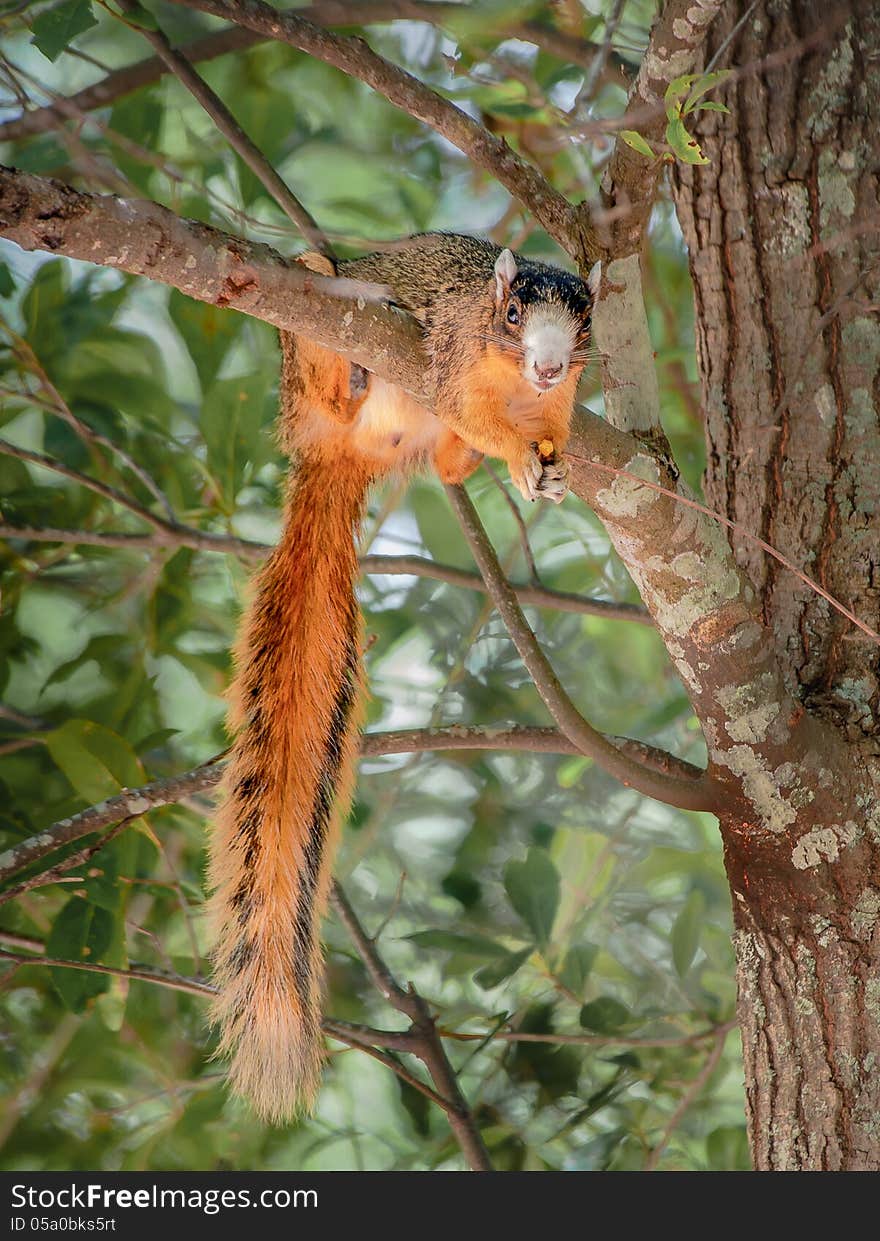 Bachman s Squirrel Eating a Nut