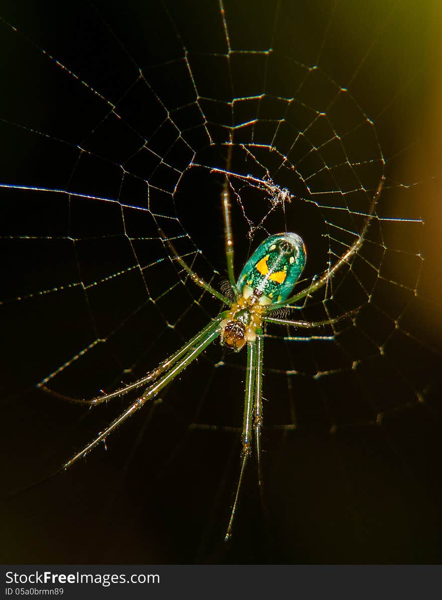 Green Spider in a Web