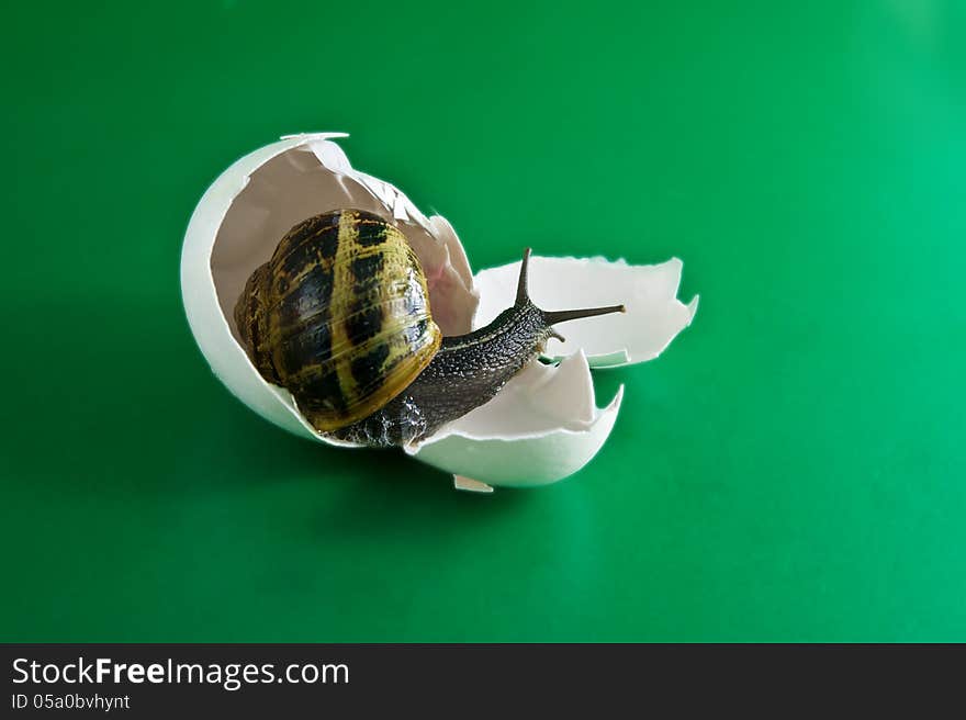 Grape evidence climbs from a broken egg shell and crawling toward the light. Grape evidence climbs from a broken egg shell and crawling toward the light