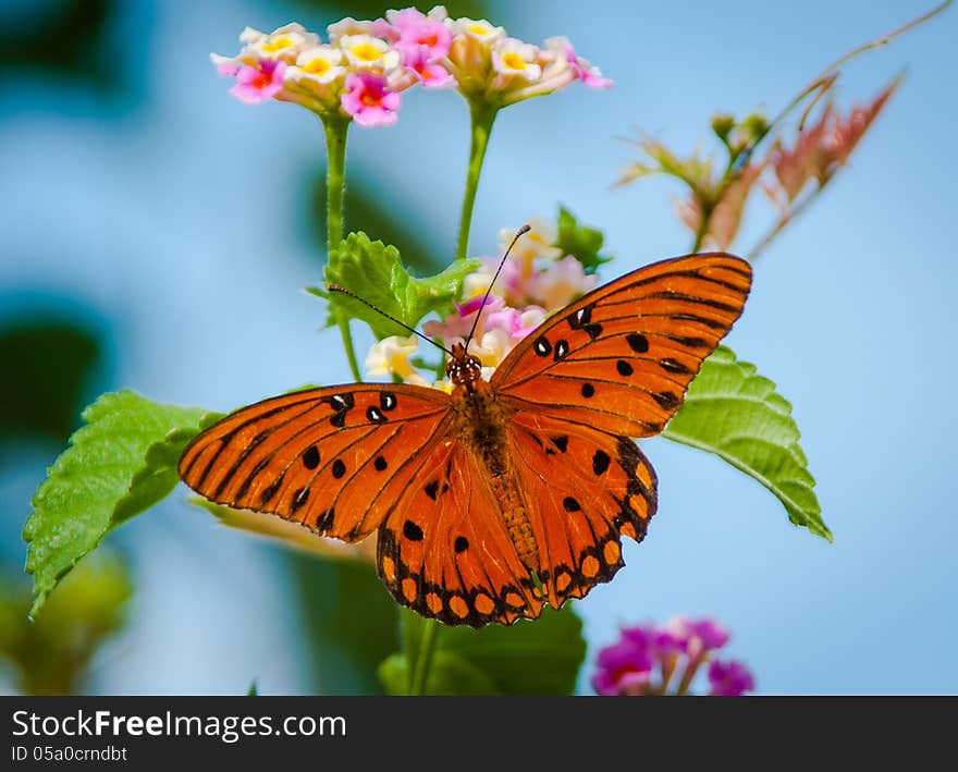 Gulf Frittalary Butterfly On Lantana