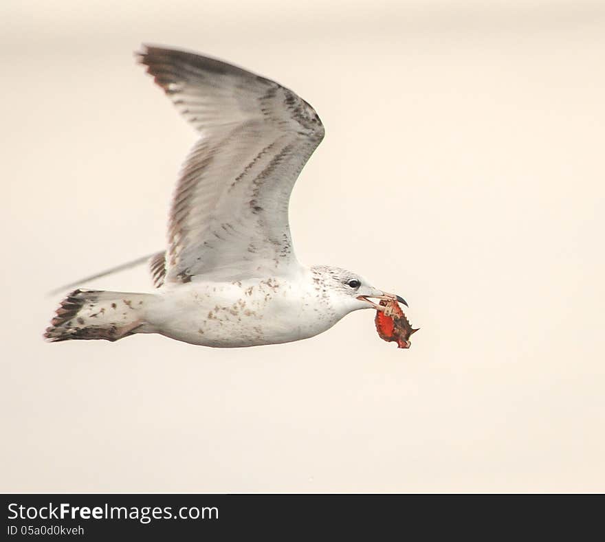 Sea Gull with Crab Catch