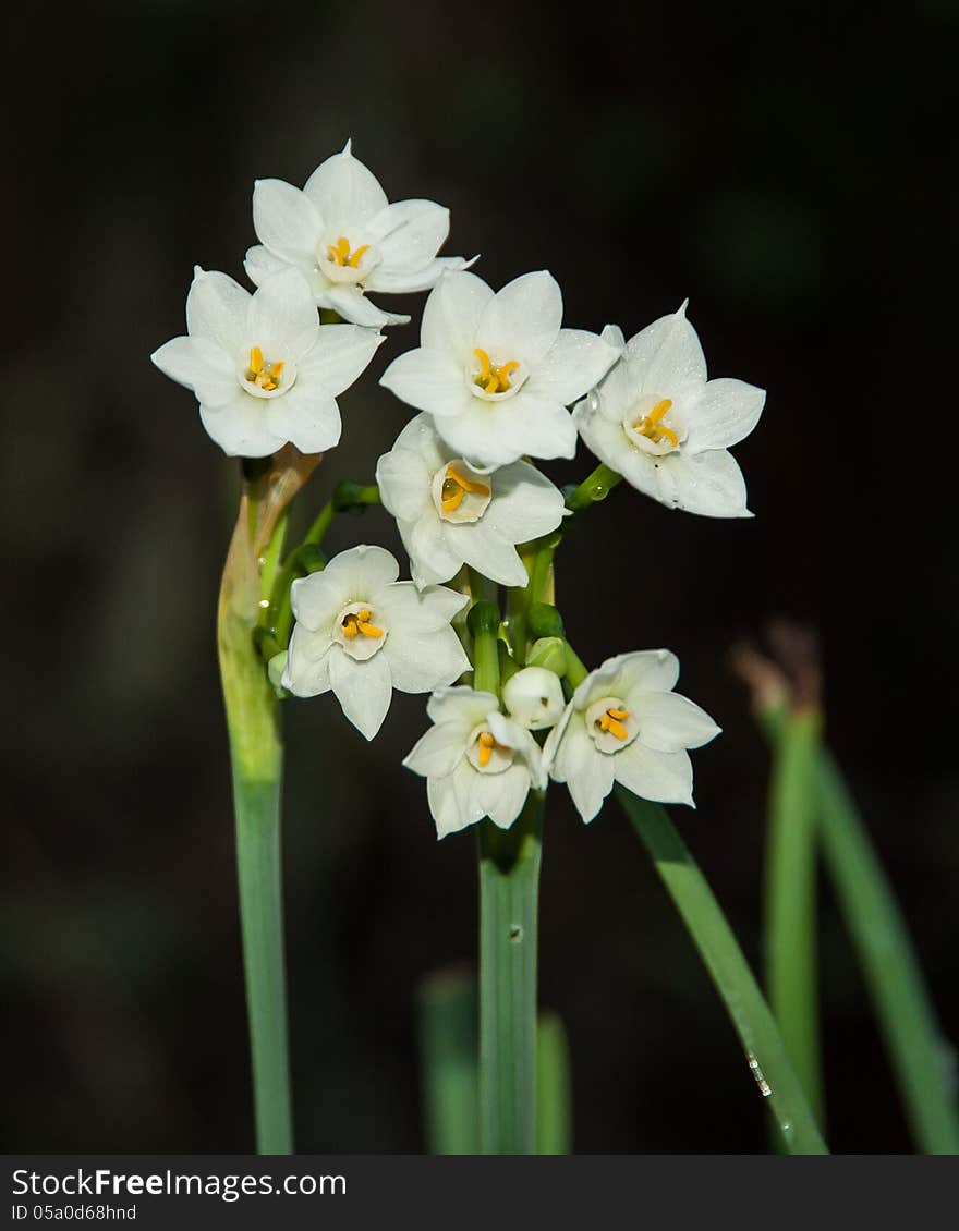 Paperwhites in Spring