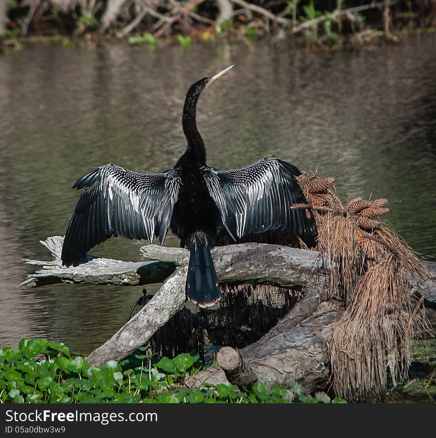 Sunning Anhinga