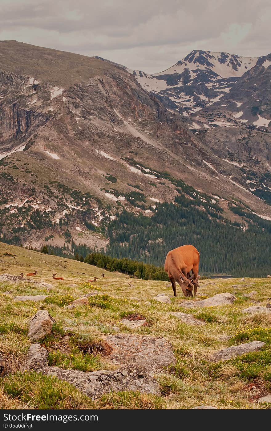 Vertical Elk Dot the Landscape