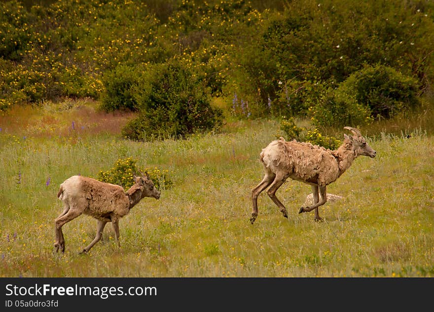 Young Big-Horned Sheep Running in Meadow