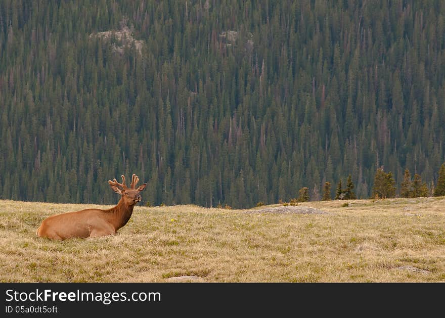 Young Elk Rests on a Hill