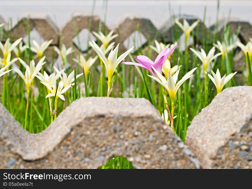 Rain Lily scientific name zephyranthes spp