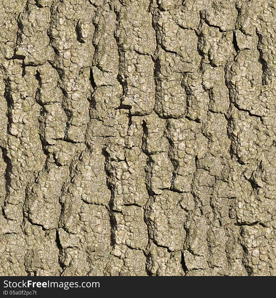 Bark of Old Oak Seamless Tileable Texture. Bark of Old Oak Seamless Tileable Texture.