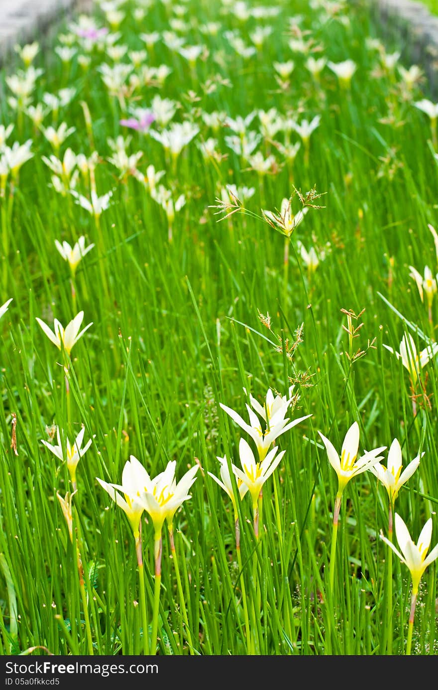 Rain lily scientific name zephyranthes spp