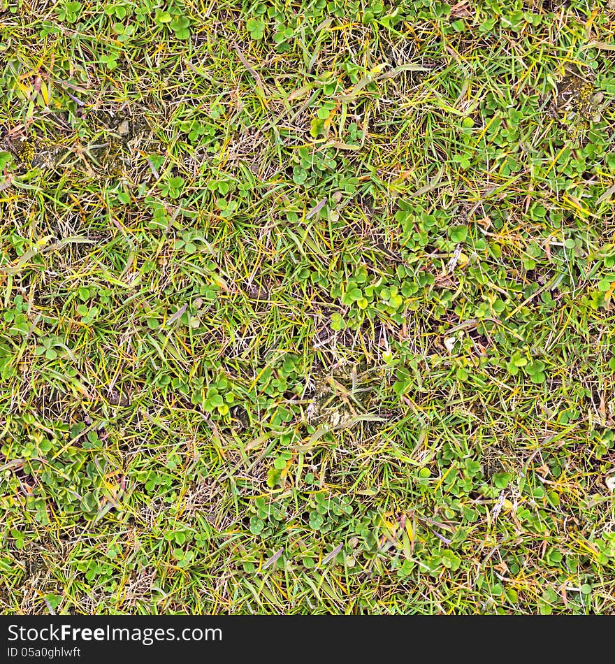 Grass. Seamless Tileable Texture. See my other works in portfolio. Grass. Seamless Tileable Texture. See my other works in portfolio.