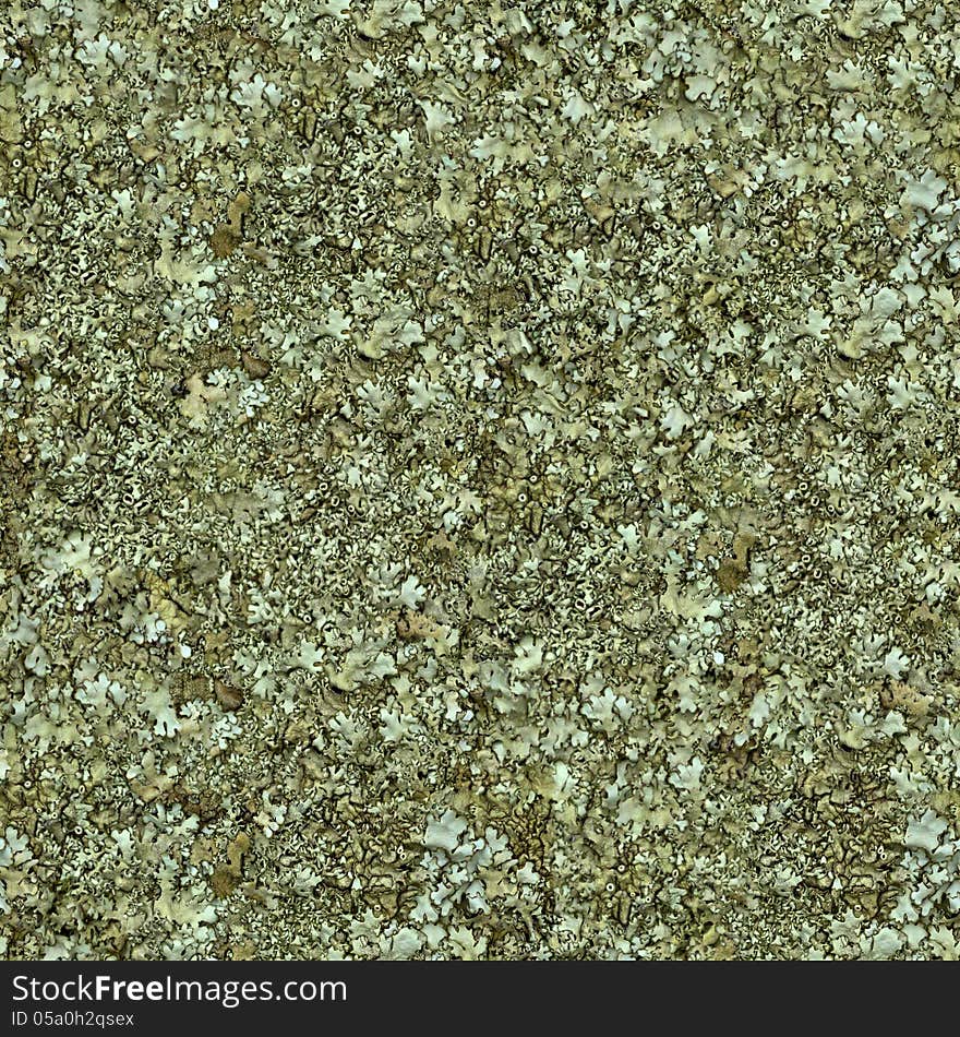 Grey Moss. Seamless Tileable Texture. Grey Moss. Seamless Tileable Texture.