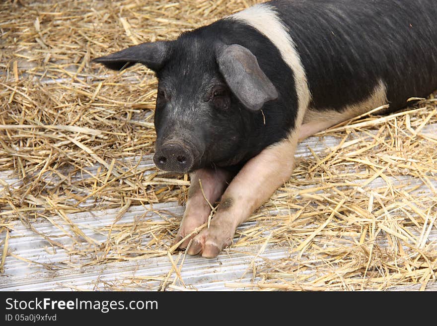A Saddleback Pig Laying on a Wooden Floor with Straw. A Saddleback Pig Laying on a Wooden Floor with Straw.