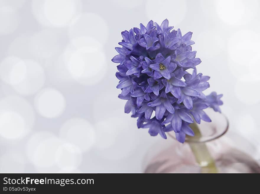 Hyacinth flowers on the light blue background. Hyacinth flowers on the light blue background.