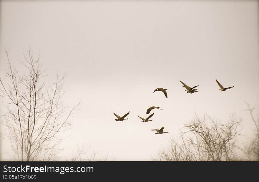 Flying geese over Indianapolis sky during March.