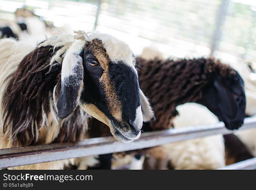 2 brown sheeps in farm. 2 brown sheeps in farm