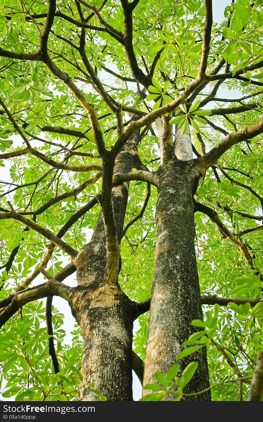 High old tree in forest