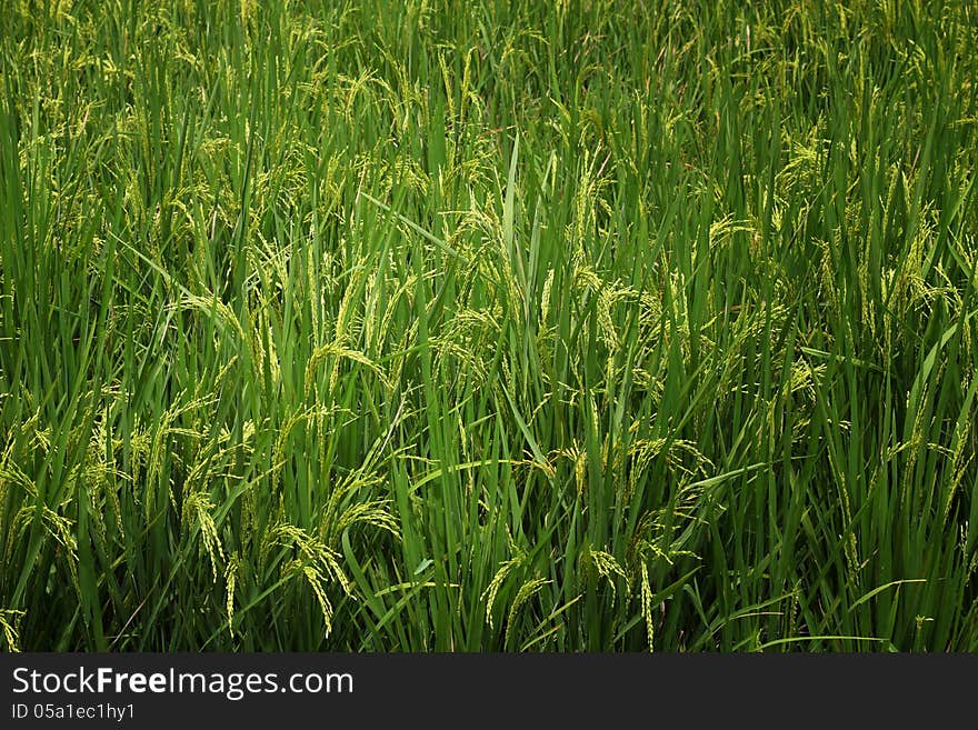 Close up view of rice plant