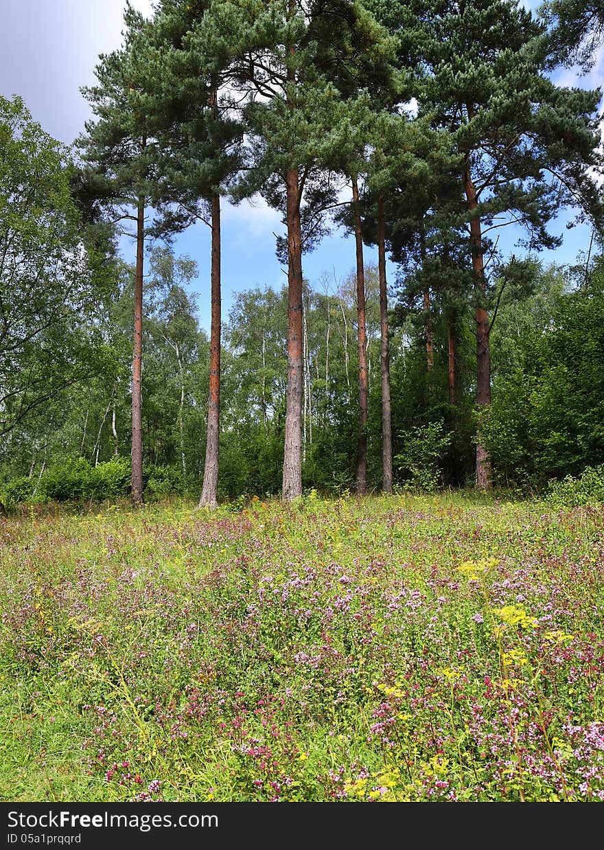 Wild Marjoram in a woodland glade