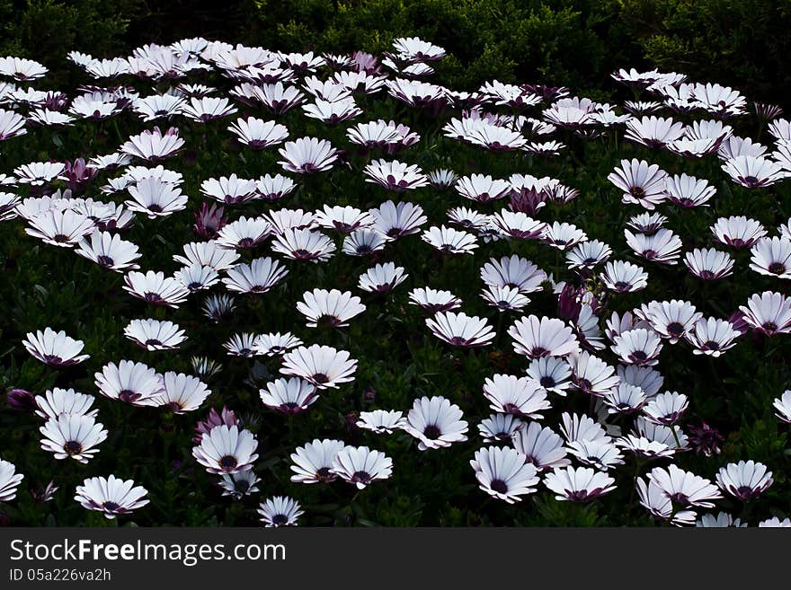 Flower garden in thailand.flower at the north of Thailand.