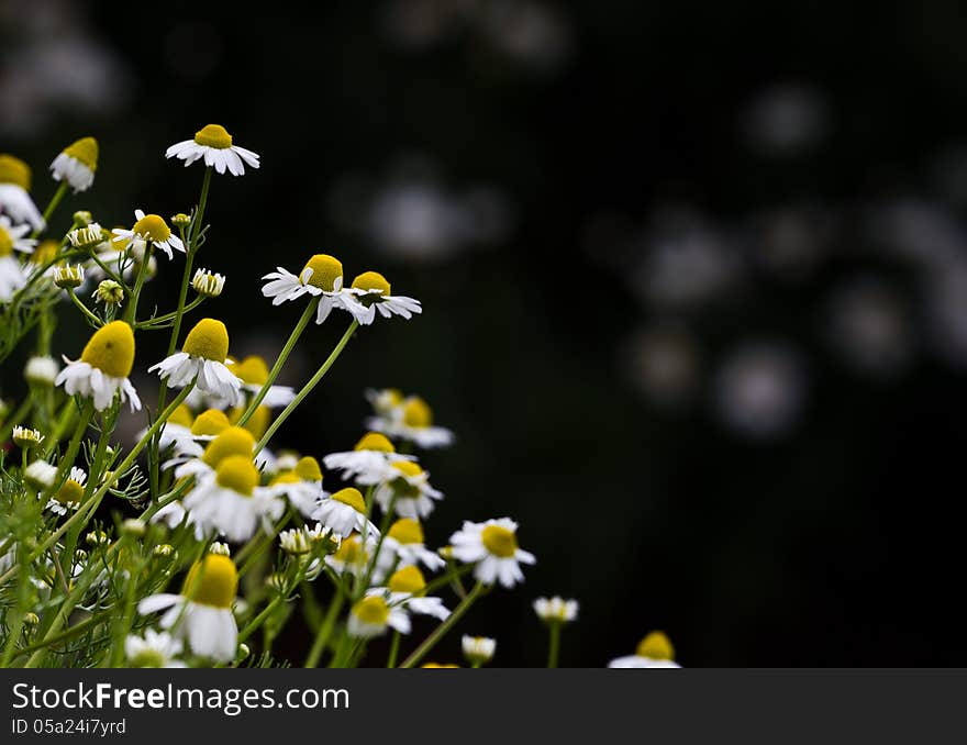 Flower garden