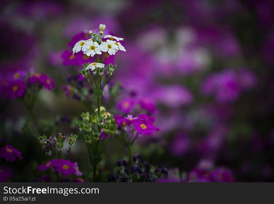 Flower garden in thailand.flower at the north of Thailand.