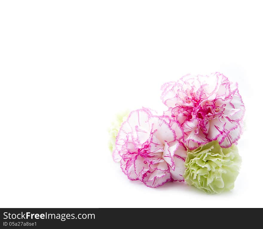 Gillyflowers isolated on white background with copy space