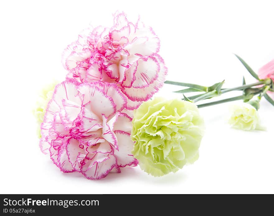 Bunch of gillyflowers isolated on white background