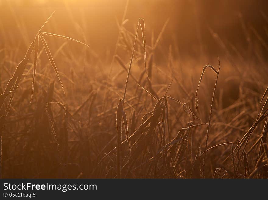 Reeds in sunshine