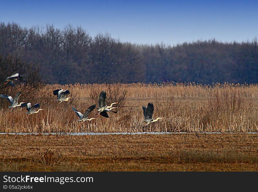 Flying Herons