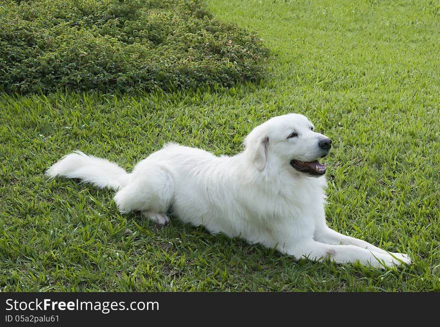 A Maremmano-Abruzzese Italian breed dog, a sheepdog, usually referred to as just Maremmano, rests in the pure green grass. A Maremmano-Abruzzese Italian breed dog, a sheepdog, usually referred to as just Maremmano, rests in the pure green grass