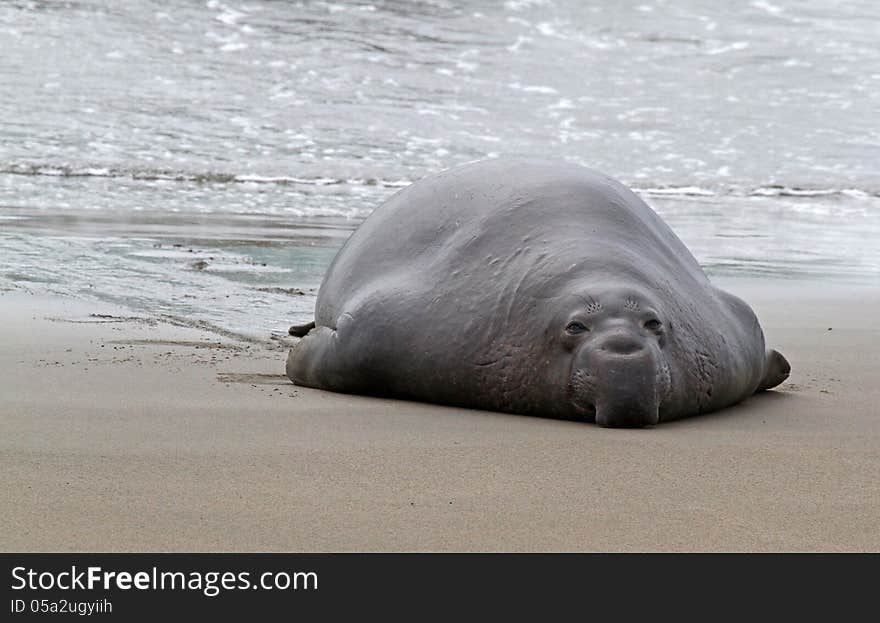 Huge Male Elephant Seal Emerging From Pacific Ocean