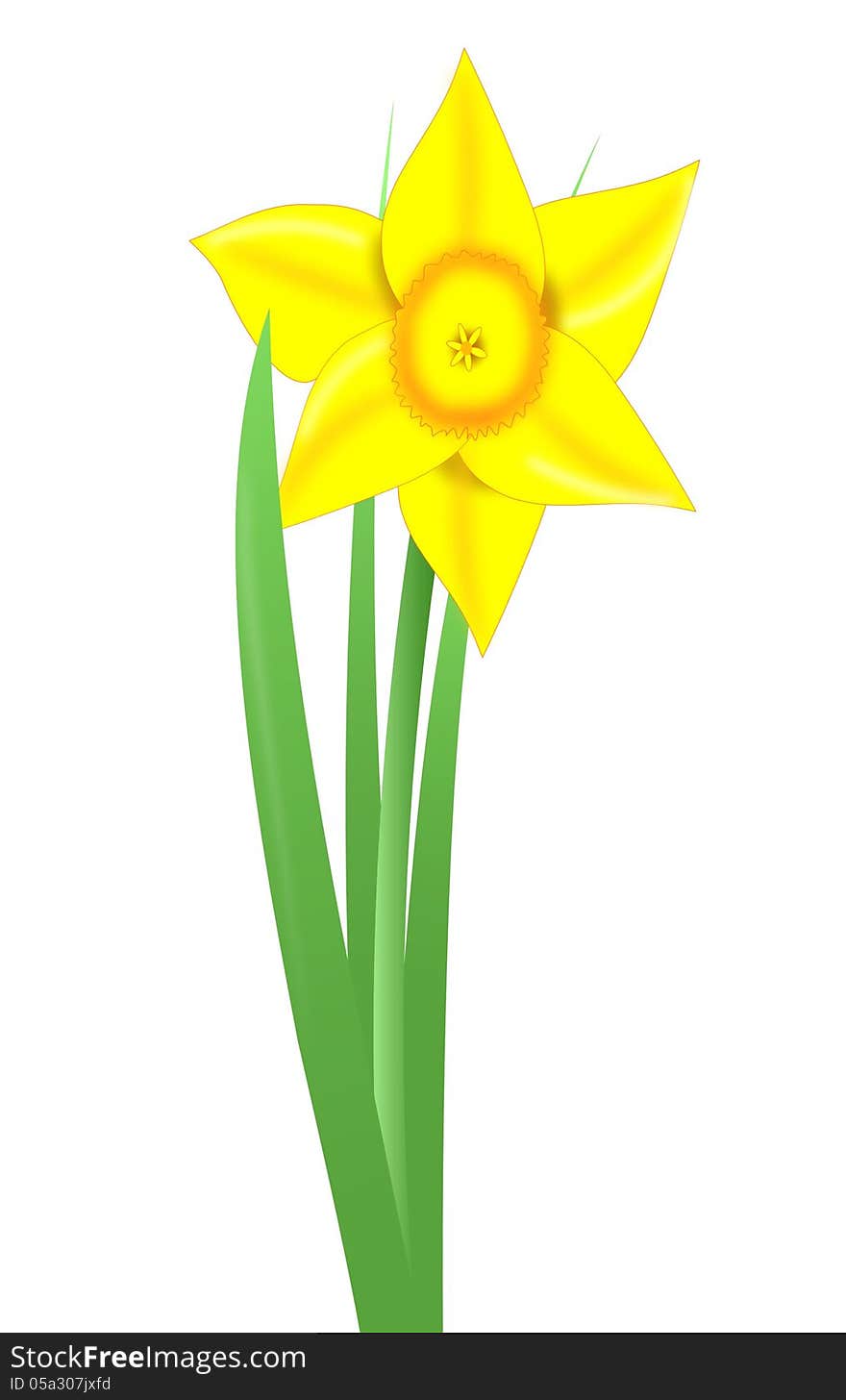 Daffodil