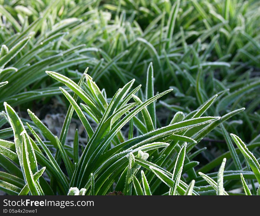 Close up of leaves with frost. Close up of leaves with frost