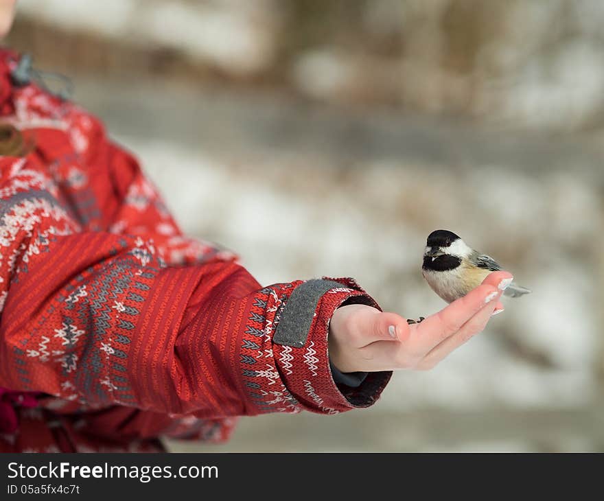 Girl feeding a Black-caped chickadee with seeds