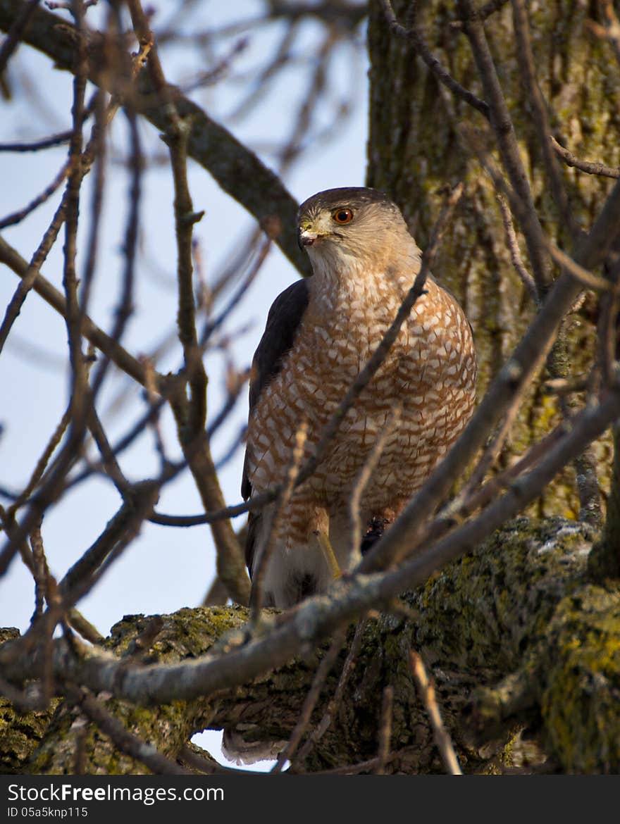 Hawk sitting in a sunny spot in a tree