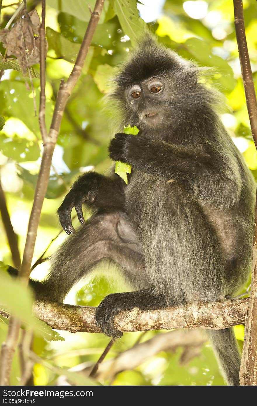 A silver leaf monkey, also known as a silver langur, looks down from his lofty perch while resting on a tree branch. A silver leaf monkey, also known as a silver langur, looks down from his lofty perch while resting on a tree branch.