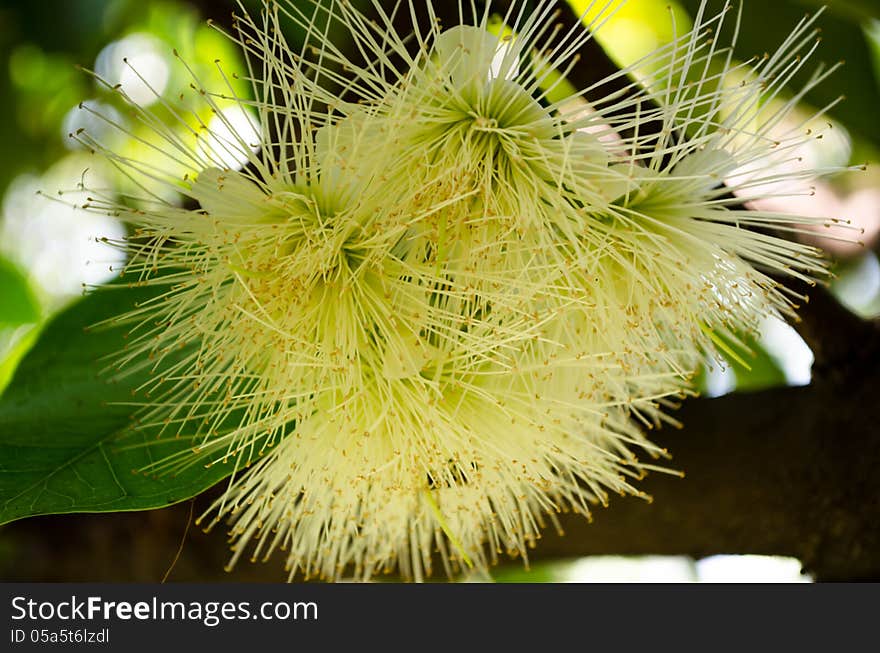 Rose apple Flower Bee Carpel Hybridize