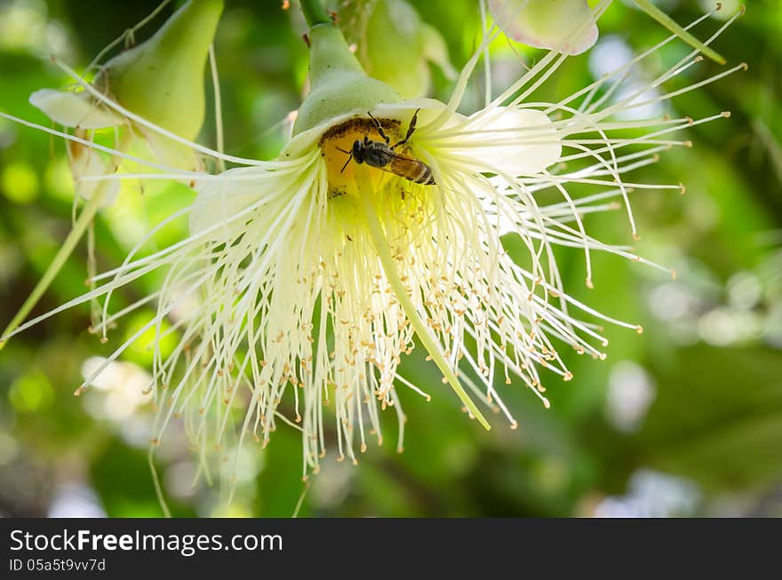 Rose apple Flower Bee Carpel Hybridize