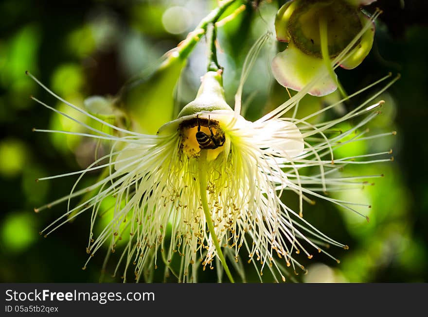 Rose apple Flower Bee Carpel Hybridize