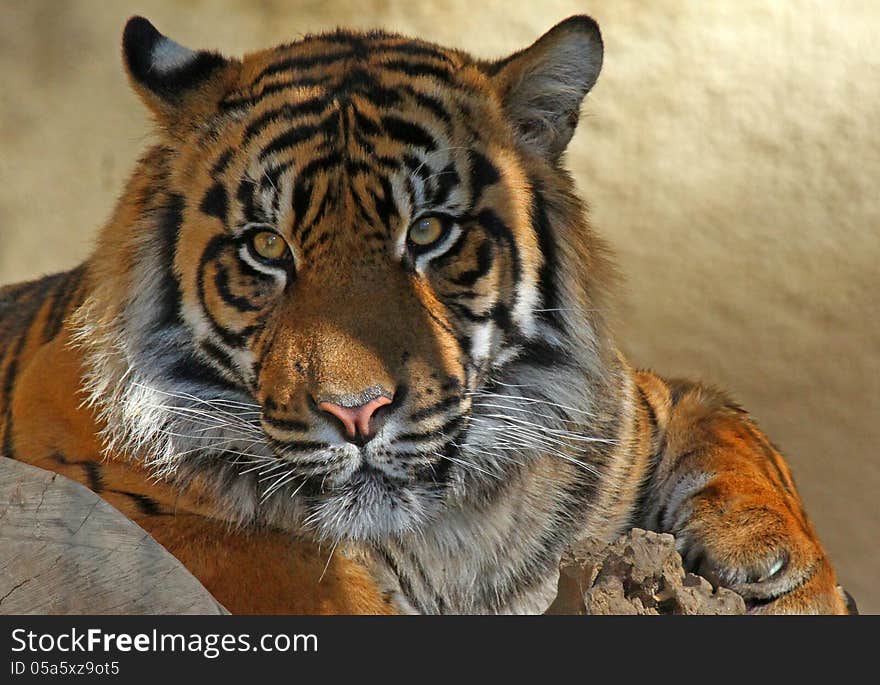 Young Male Tiger Staring At Viewer. Young Male Tiger Staring At Viewer