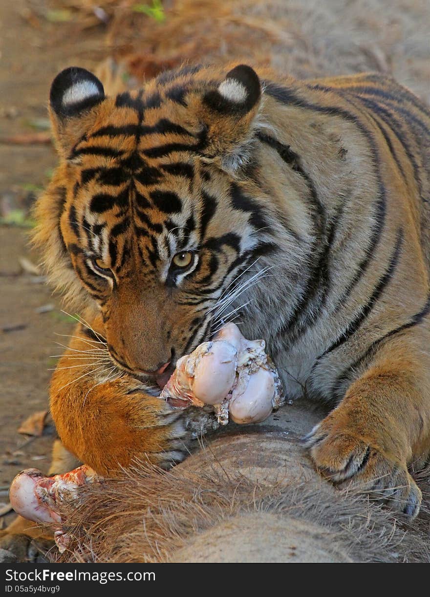 Young Male Tiger Chewing On Bone. Young Male Tiger Chewing On Bone