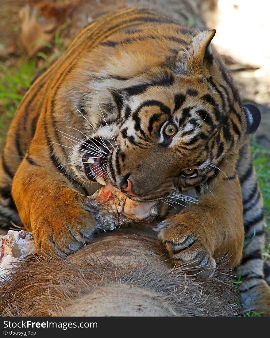 Young Male Tiger Chewing On Bone. Young Male Tiger Chewing On Bone