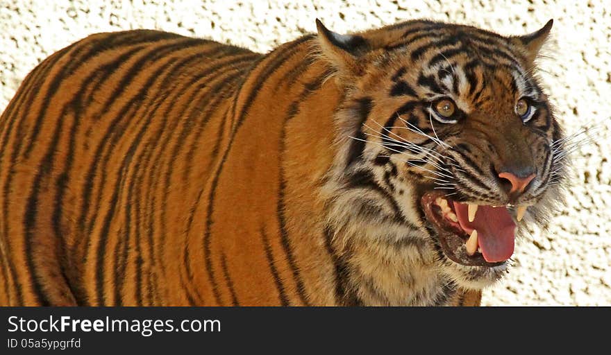 Young Male Tiger With Teeth Showing