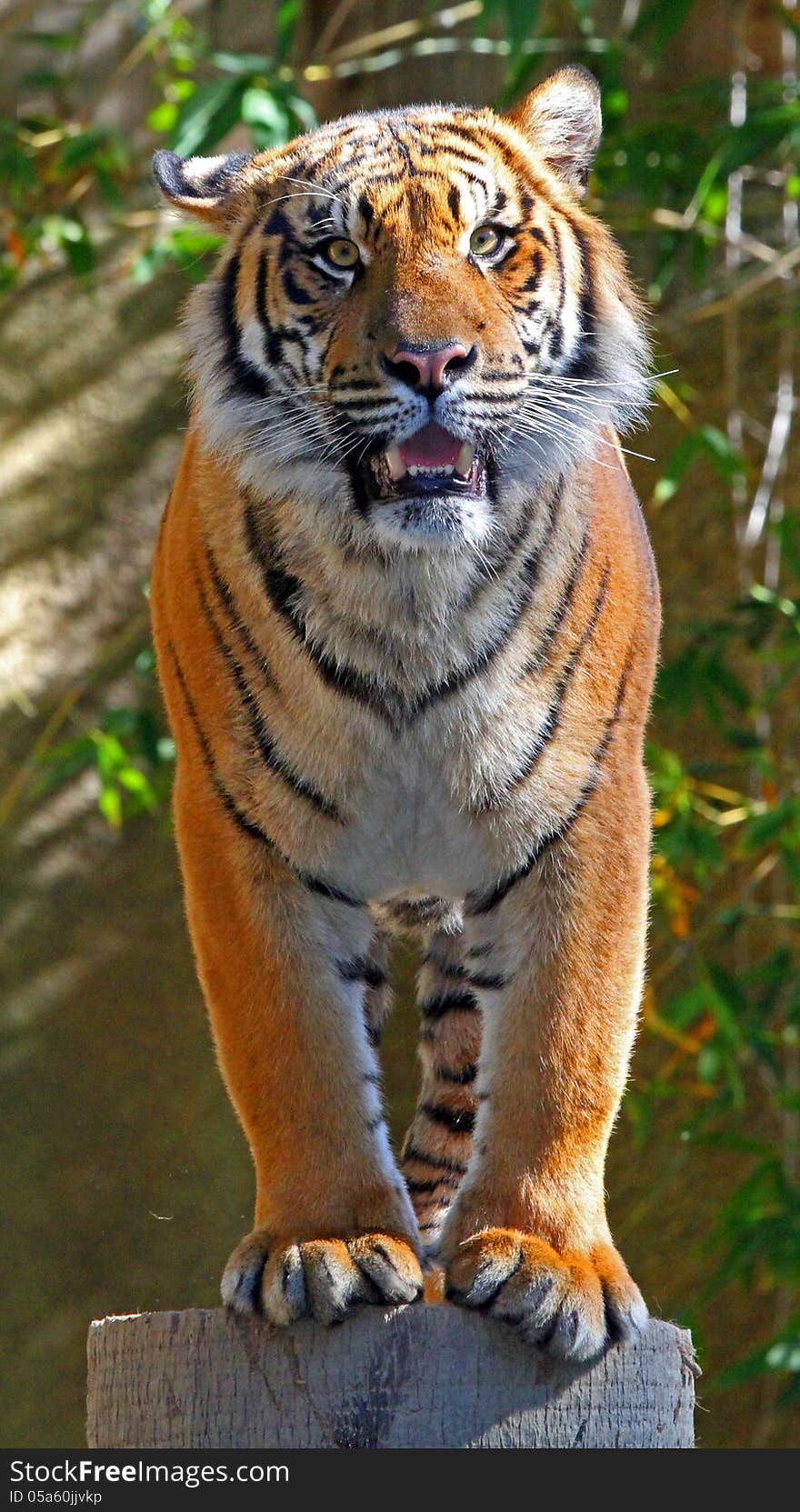 Young Male Tiger Staring At Viewer From Top Of Palm Tree Stump. Young Male Tiger Staring At Viewer From Top Of Palm Tree Stump