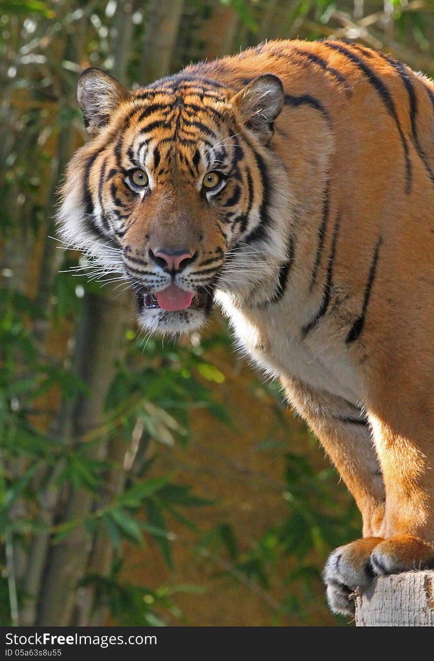 Young Male Tiger Staring At Viewer With Head In Sunlight. Young Male Tiger Staring At Viewer With Head In Sunlight