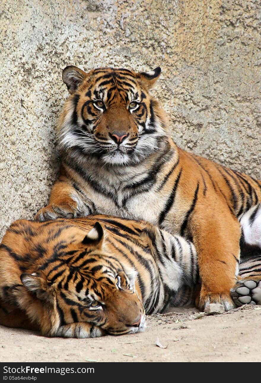 Tiger Brothers Reclining And Relaxing In The Sun. Tiger Brothers Reclining And Relaxing In The Sun