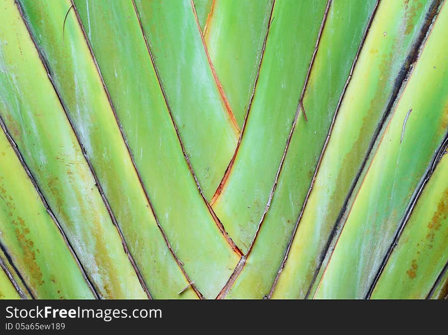 A type of banana leaves cascaded like a blow